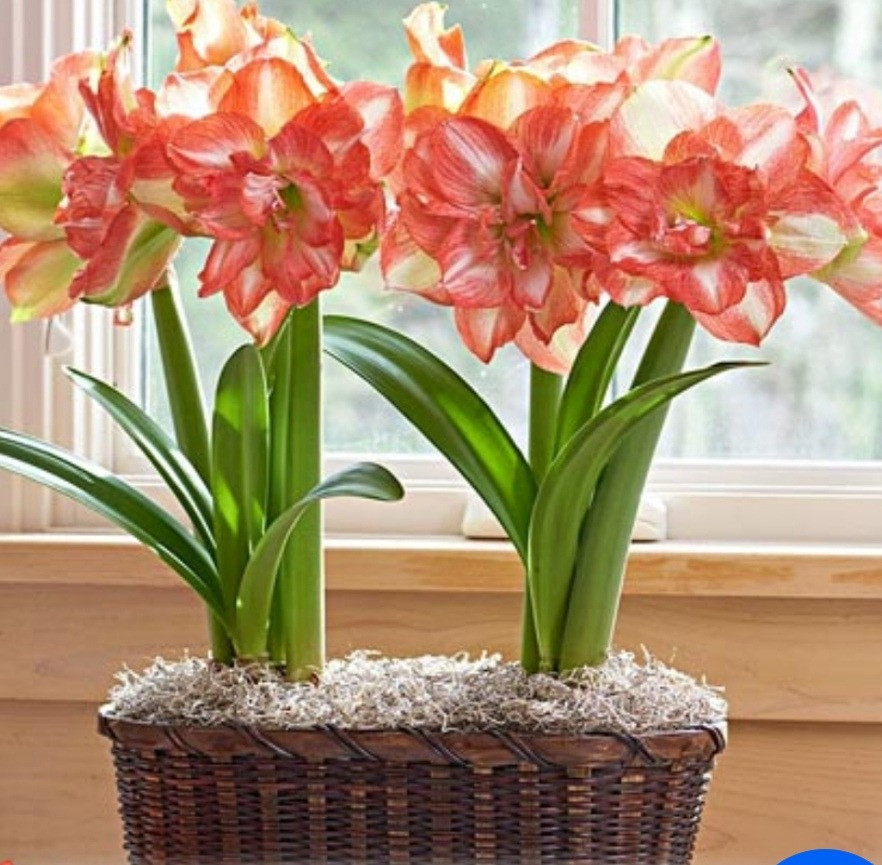 Амариліси махрові Київ - зображення 2