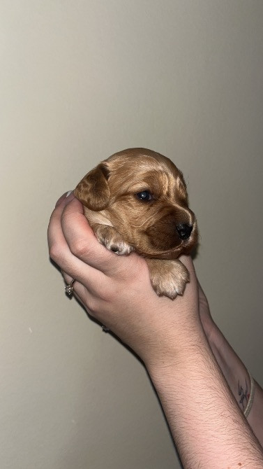 Цуценята Англійський Кокер Спаніель Чернівці - зображення 4