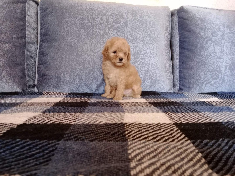 Щенок той-пудель, абрикос Київ - зображення 2