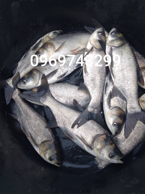 Зарибок щуки, коропа, товстолоба, карася, судака, білий амура, сома Біла Церква - зображення 5