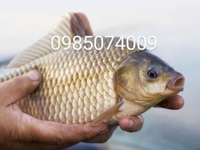 Зарибок карася, коропа, товстолоба, білого амура, судака, щуки Белая Церковь - изображение 1