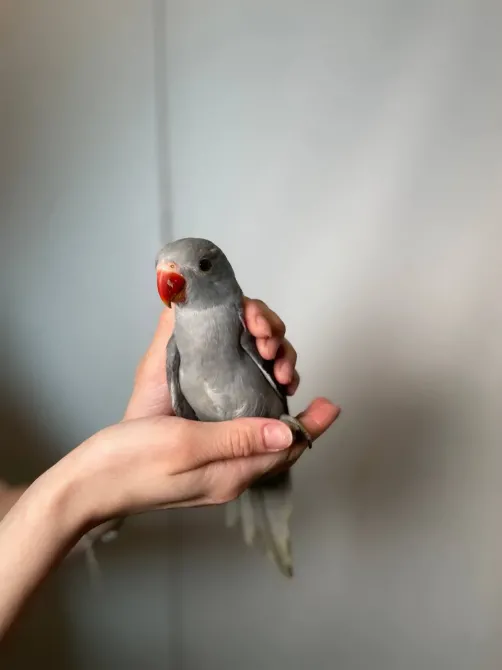 Намистовий папуга, ожереловий папуга крамера Київ - зображення 1