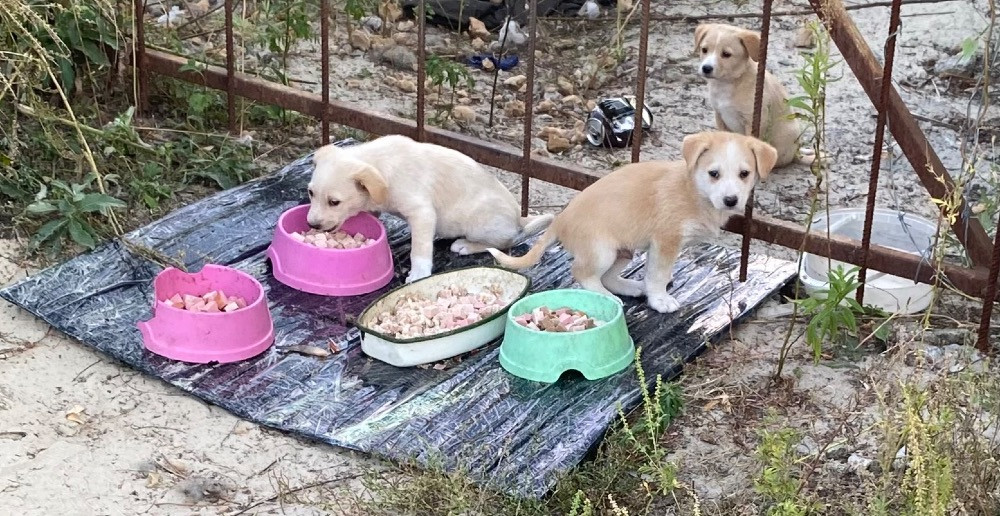 Цуценята Київ - зображення 3