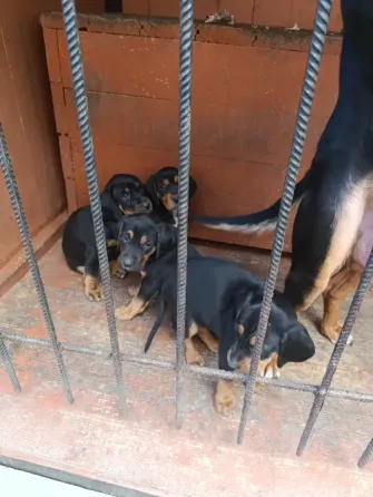 Продаються цуценята Карпатський гончий Львів