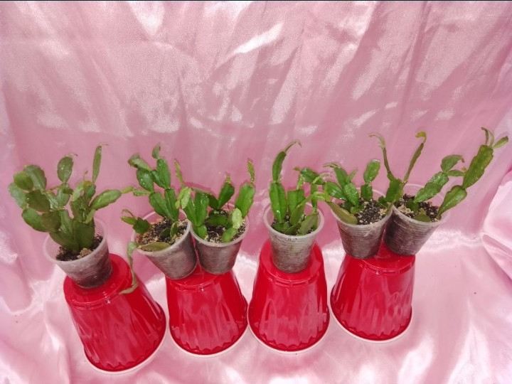 Шлюмбергеры рипсалидопсисы рождественики Кривий Ріг - зображення 3