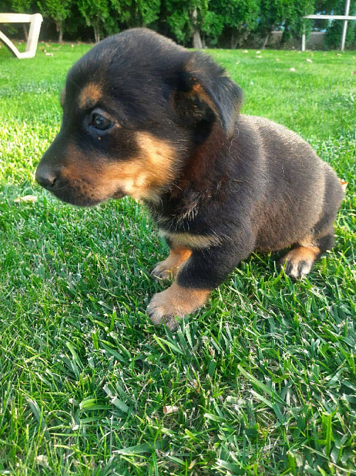 Віддам цуценят в добрі руки Харків - зображення 3