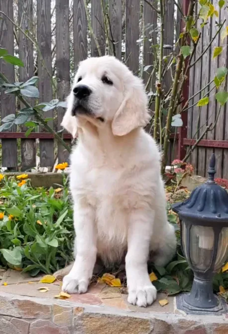 Цуценята золотистого ретрівера Ot Bahur Київ - зображення 2