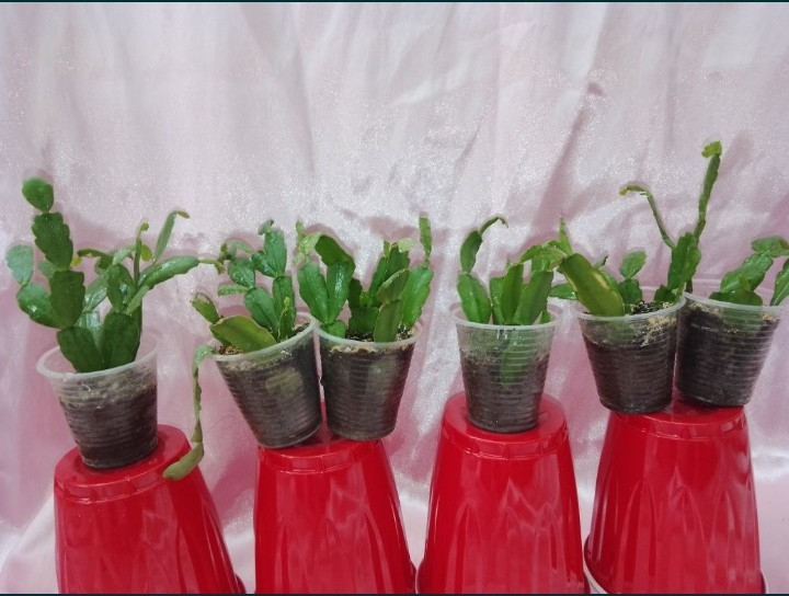 Шлюмбергеры рипсалидопсисы рождественики Кривий Ріг - зображення 1