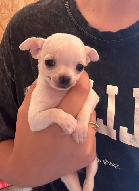 Чихуахуа дівчинка Кропивницкий - изображение 1