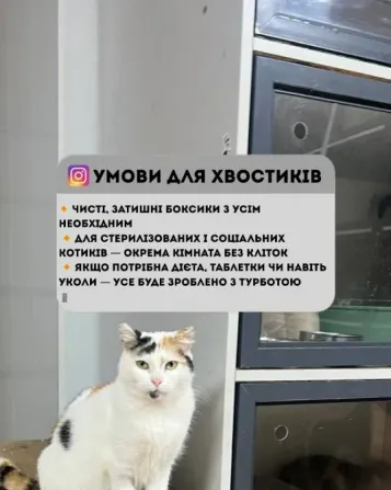 Котоготель у центрі Києва–турбота, комфорт і любов для вашого котика Київ - зображення 4