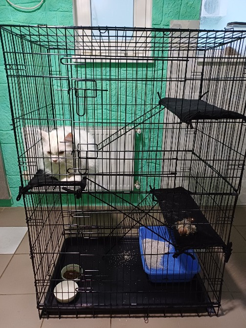 Отель для котов - зооготель, перетримка котів у Києві, котячий рай Киев - изображение 1