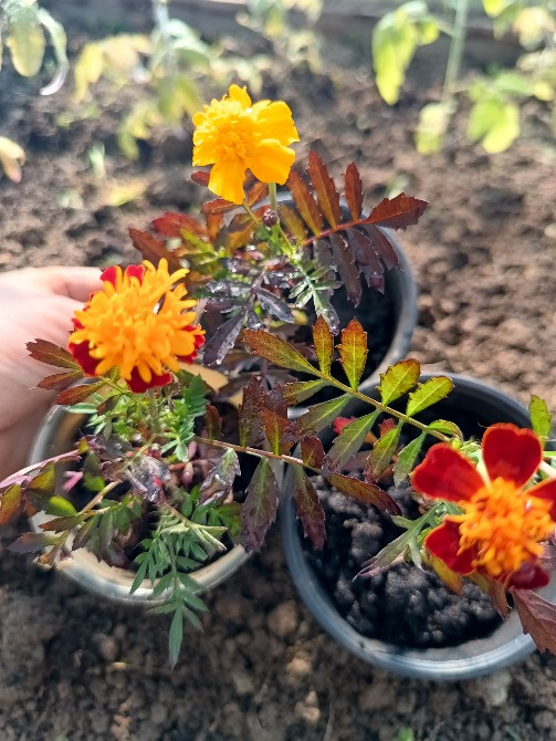 Продам чорнобривці карликові Болехів - зображення 3