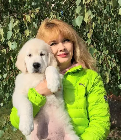 Цуценята золотистого ретрівера Ot Bahur Киев