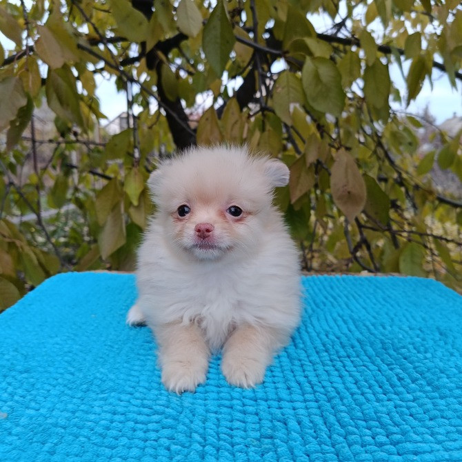 Продам щенят породи шпіц Дніпро - зображення 5