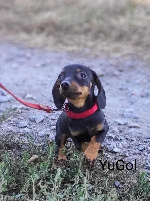 Такса мініатюрна Біла Церква - зображення 3