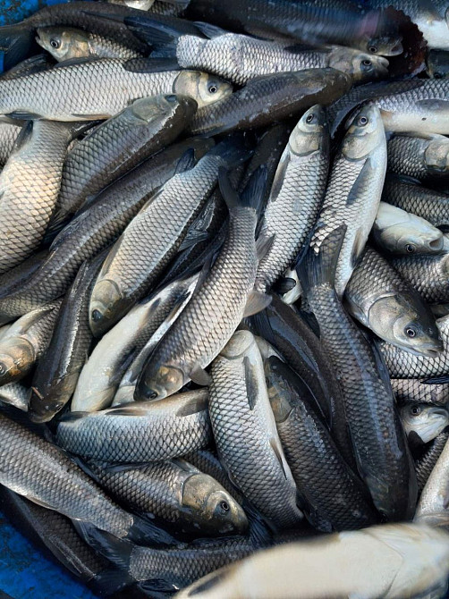 Зарибок карася, коропа, товстолоба, білого амура, судака, щуки Белая Церковь - изображение 7