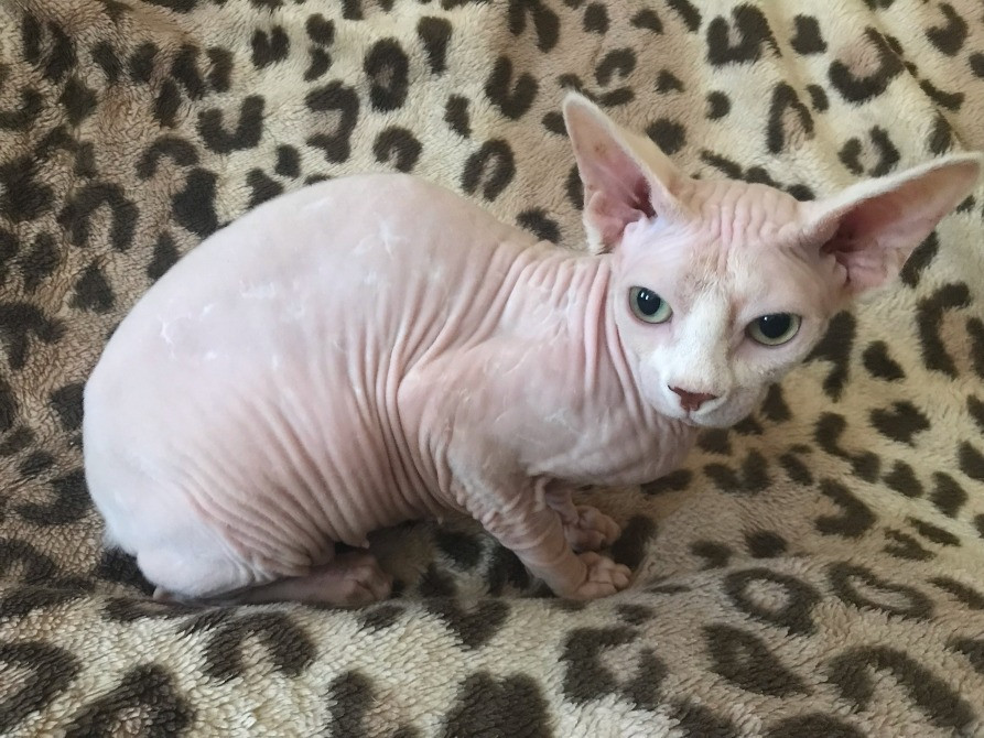 Кошечка Канадский сфинкс ищет дом Суми - зображення 2