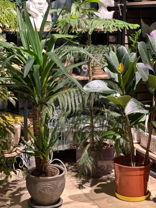 Квіти, рослини ЖК Варшавський+, купити, замовити доставка FlowerLove Київ - зображення 7