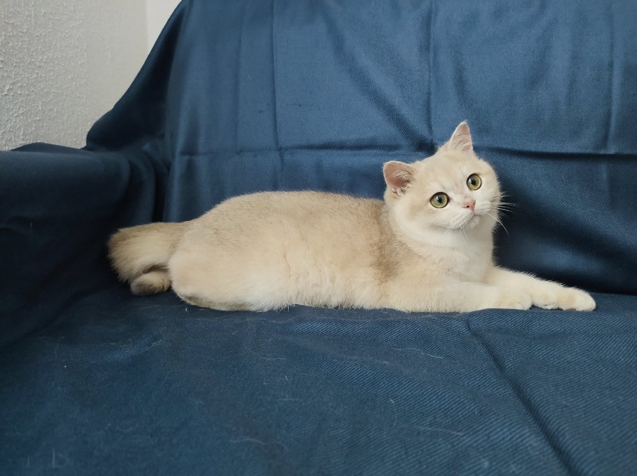 Золота британська шиншила окрас ny12 Львів - зображення 4