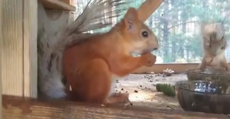 Белка Одесса купить продажа Одеса - зображення 2