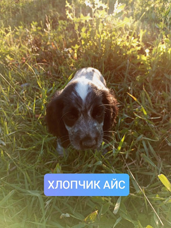 Цуценята спаніеля мисливського Хмельницький - зображення 4