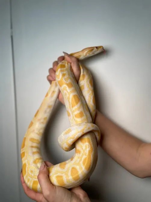 Тигровий пітон альбінос, неймовірна змія пітон підліток Київ - зображення 5