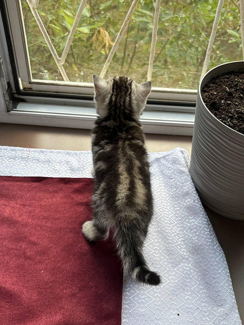 Щотландські мармурові нв сріблі прямовухі кошенята Scottish straight Київ - зображення 5