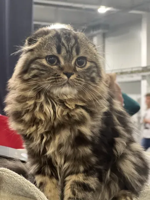 Мармурові довгошерсті шотландські фолдики Київ - зображення 4