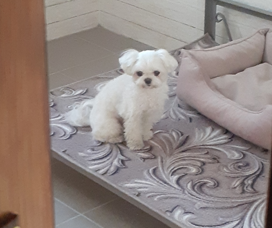 Гостиница Пес для собак - перетримка тварин у Київі, дім для собак Киев - изображение 14