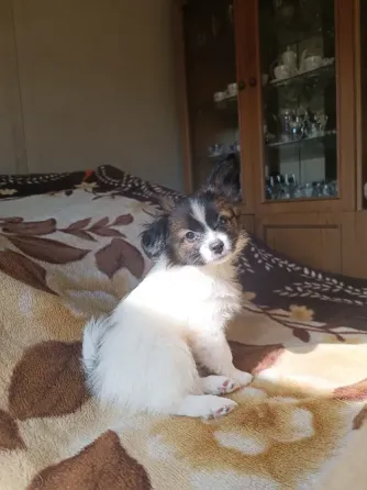 Цуценята Папійон/папильон (Papillon) та Фален, доступні до бронювання Днепр