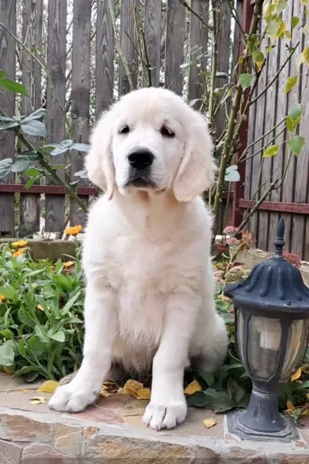 Цуценята золотистого ретрівера Ot Bahur Київ - зображення 3