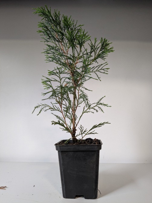 Ялівець козацький (Juniperus sabina Заліщики - зображення 2