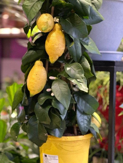 Квіти, рослини ЖК Варшавський+, купити, замовити доставка FlowerLove Київ - зображення 3