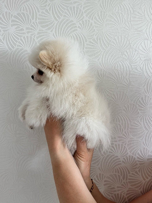 Продаж помаранський шпиц Кременчук - зображення 2