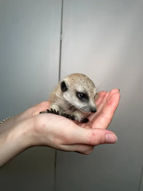 Сурикат домашній ручний, маленькі сурикатики Київ - зображення 2