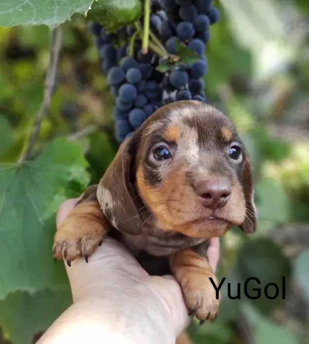 Такса мініатюрна Біла Церква - зображення 4