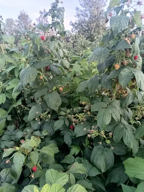 Саджанці малини ремонтантної високоврожайної Луцьк - зображення 7