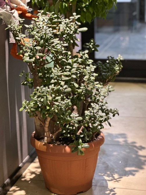 Квіти, рослини ЖК Варшавський+, купити, замовити доставка FlowerLove Київ - зображення 4