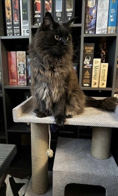 Когтеточка домик з дерева з лежанкой для кота, якісна та міцна кігтето Коростень - зображення 4