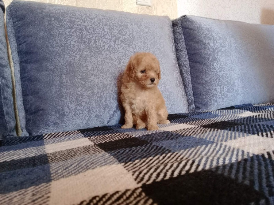 Щенок той-пудель, абрикос Київ - зображення 1