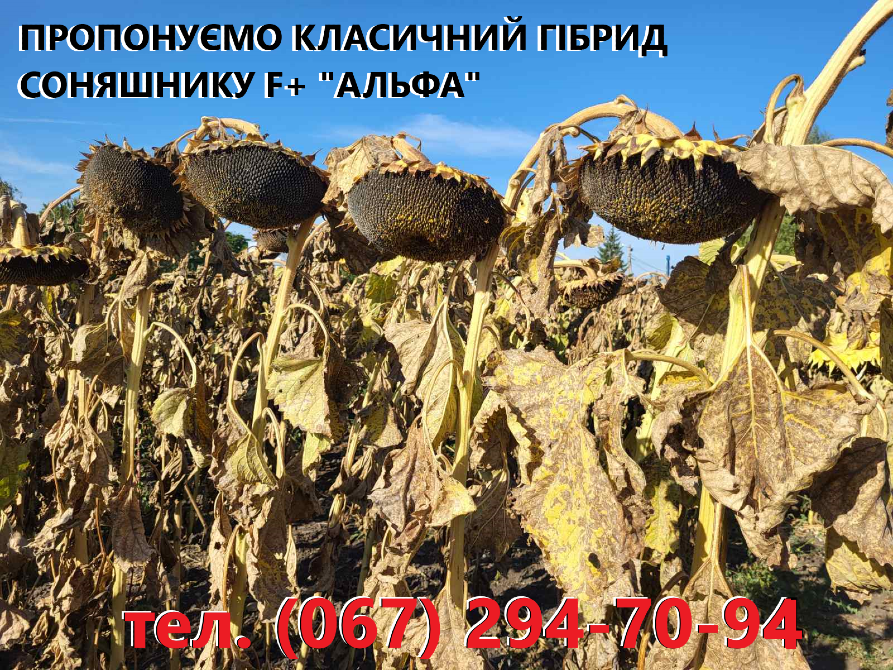 Пропонуємо мінеральні та мікродобрива, засоби захисту рослин, насіння Миргород - зображення 5