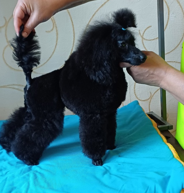 Пудель той підліток 8 місяців Дніпро - зображення 2