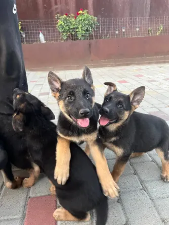 Продам цуценят Німецької вівчарки Полтава