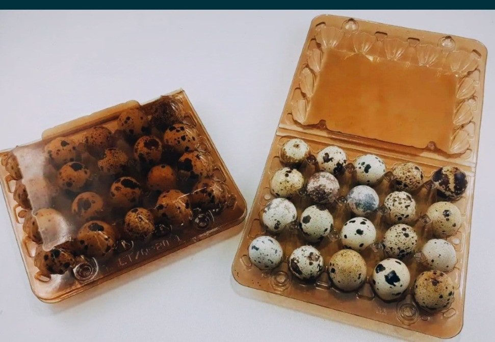Продам яйца перепелиные оптом Запорожье - изображение 3