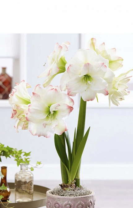 Амариліси махрові Київ - зображення 1