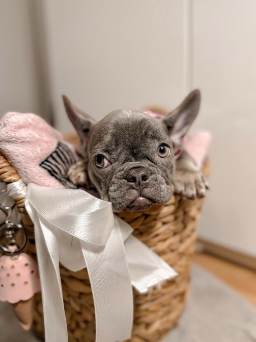 французский бульдог девочка лилак тан голубые глаза. киев. 2 мес Київ - зображення 2