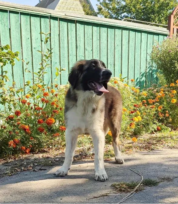 Московська сторожова Буча - зображення 2