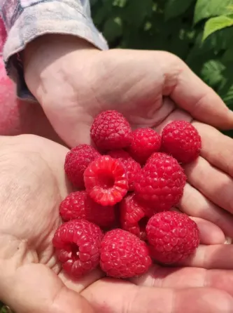 Саженцы малины ремонтантной Луцьк
