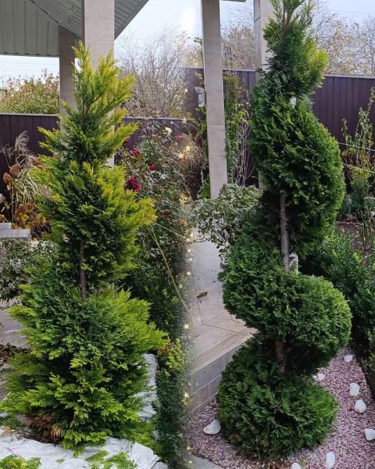 Садівник Одеса - зображення 1