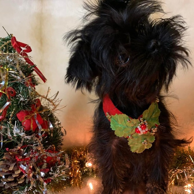 Щенки аффенпинчера очень редкой породы Дніпро - зображення 6